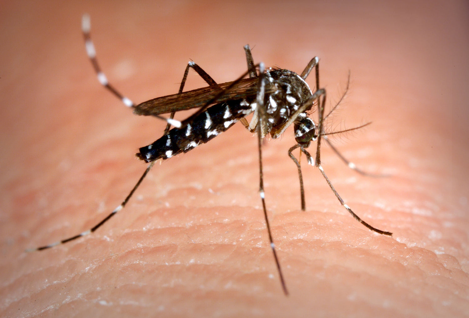 Mosquitos