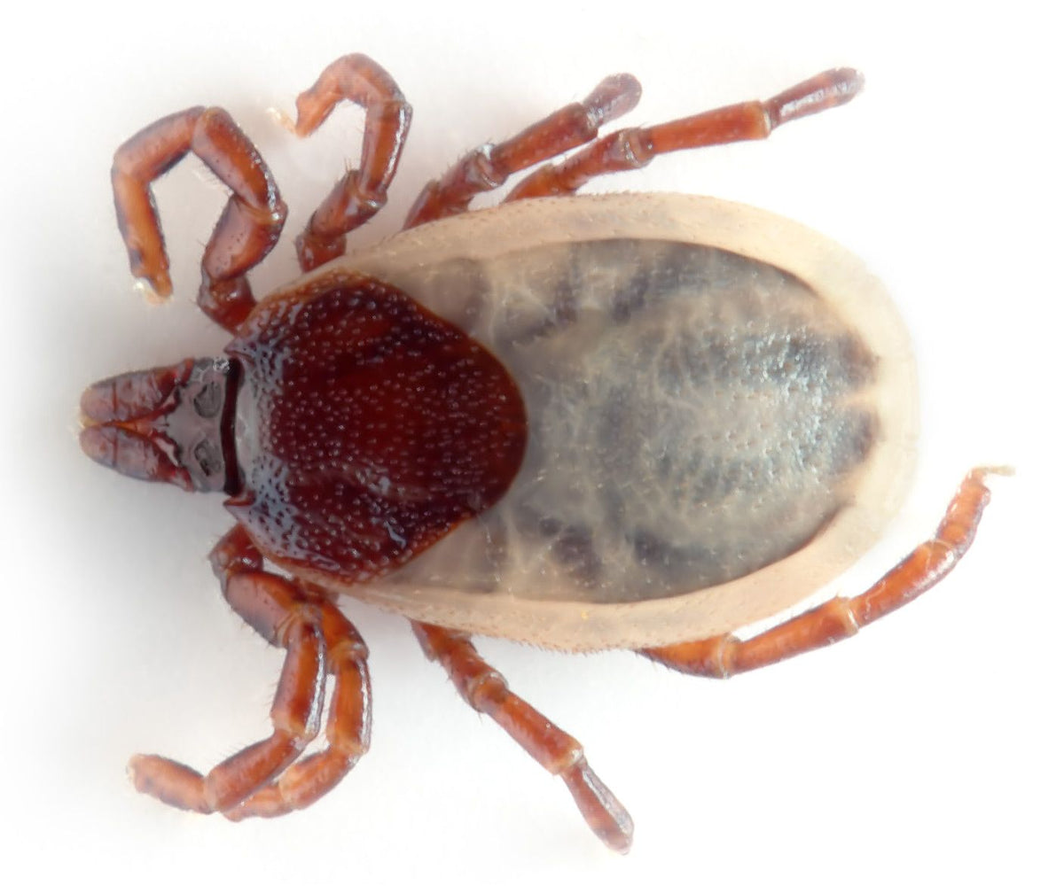 Garrapatas